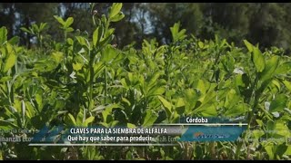 Claves para la siembra de alfalfa [upl. by Llerret]