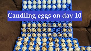 Candling eggs on day 10 Quail eggs [upl. by Raff507]