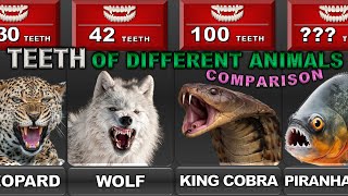 Comparison  The NUMBER OF TEETH of different animals [upl. by Durtschi]