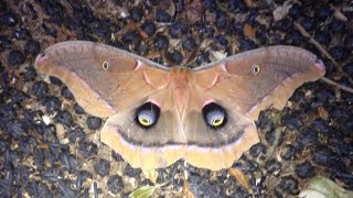 Polyphemus Moth cocoon [upl. by Bernat]