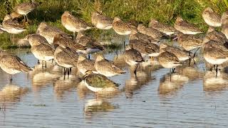 Blacktailed Godwit [upl. by Anillek]