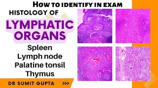 Histology of spleen thymus lymph node and tonsil [upl. by Lord]