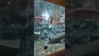 Freshwater fish swimming in a Huge tank in Cabelas [upl. by Velick]