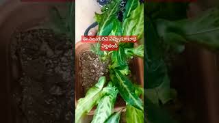 నీ తల్లినీ చెల్లినీ భార్యనీ కూతురినిSD vlogs and sd plantssubscribeyoutubeshortslikecomment [upl. by Wohlert]