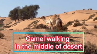 Camel feeling alone in the desert [upl. by Leonora]