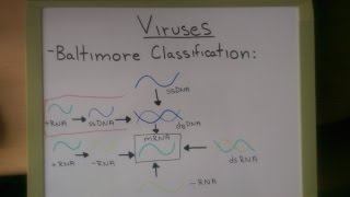 Viruses Baltimore Classification [upl. by Hermosa]