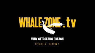 WHY DO CETACEANS BREACH  WHALEZONETV S4E5 [upl. by Andri959]