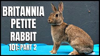 Britannia Petite Rabbit 101 Part 2 [upl. by Taffy]