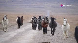 Horses Dreamland398 horse rider wildlife animals friendly [upl. by Resarf]