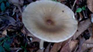 Gigantic Mushrooms or Fungi in Bishops Trail in Fraser Hill Pahang Malaysia [upl. by Annil32]