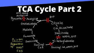 Tricarboxylic Acid Cycle Part 2 of 2  Respiration  9  Plant Biology Made Easy [upl. by Aihsena]