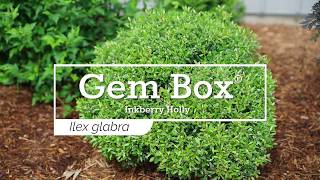 30 Seconds with Gem Box® Inkberry Holly [upl. by Adolph570]