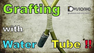 GraftingApproach grafting with water tube animation [upl. by Alrad]