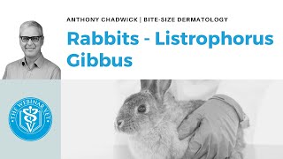 Veterinary Dermatology Top Tips  Rabbits  Listrophorus Gibbus [upl. by Lamahj]