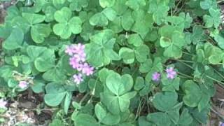 EatTheWeeds Episode 67 Oxalis Wood Sorrel [upl. by Drofkcor849]