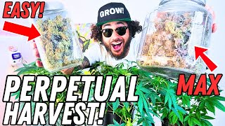 Get BIG YIELDS in a Perpetual Garden Setup  Seed to Harvest Series Mars Hydro [upl. by Eneleahs]