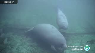 Underwater ManateeCam at Blue Spring State Park  2023 Highlights [upl. by Anibor]