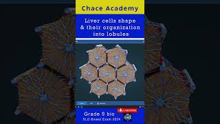 Livercells shape and their organization into lobules ncp education [upl. by Mat]