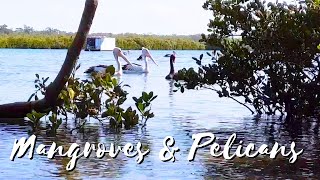 Pelicans and Mangroves Real video Real sounds [upl. by Elysha]