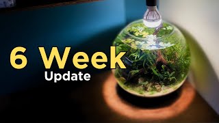 I made a Simple Shrimp Bowl Aquarium No Filter No CO2 Walstad Style Aquascape Tutorial Update [upl. by Strauss]