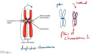 Cell Cycle and Mitosis [upl. by Eeramit857]