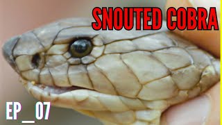 SNOUTED COBRA Naja annulifera COBRASERIES EP07 ramspophioworld [upl. by Dorris557]