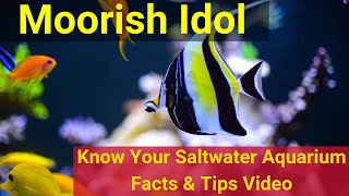 Moorish Idol Zanclus cornutus Know Your Saltwater Aquarium Facts amp Tips [upl. by Kirbie]