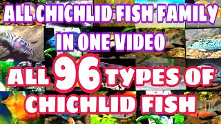 All types of cichlid fish  African cichlid  American cichlid  Prathmesh Aquatics [upl. by Gare702]