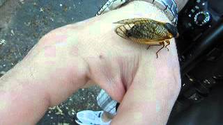 Magicicada cassini cicada call 109db peak Brood II New Jersey 2013 [upl. by Tu453]