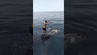 Iranian persian gulf An Iranian man is seen riding a whale shark in Persian Gulf [upl. by Adnarem]