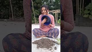 পাশের বাড়িতে হানা দিলাম কেনcoleusplant cuttingplants pottingsoil coleuscare viralshorts [upl. by Nagud758]