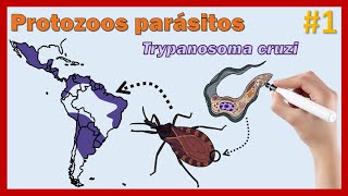 1 Protozoos parásitos Trypanosoma cruzi [upl. by Hakym]