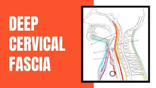 Deep Cervical Fascia [upl. by Viquelia]