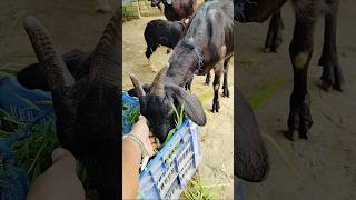 Domestic goat rearing in rural environmentshortsvideo animals domesticrural [upl. by Inalan]