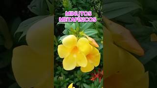 MINUTOS METAFÍSICOS NRO 21metafisica flowers espiritualidad motivation cbn ciudad venezuela [upl. by Ahsenom]