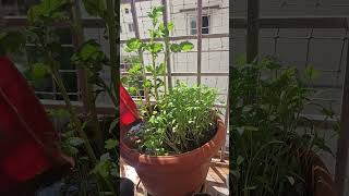 DAY 6 of watering potato plant 🥔 shortvideo potatoplant plants potatoplantcare plantsman short [upl. by Alexandros]