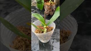 Easy orchid propagation with seedlings tips [upl. by Tychon]