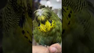 Just Super Green Exhibition Hagoromo Baby Bahaa Anber exhibition birds babybudgies showbudgies [upl. by Ecyar]