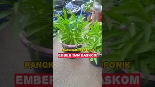 Tutorial tanam kangkung hidroponik ember dan baskom shorts [upl. by Poole]