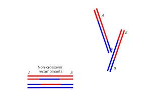 Homologous Recombination [upl. by Hcone]