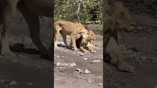 That Yawn lioness bigcats wildlife safari animalkingdom animalloverscommunity [upl. by Adella]