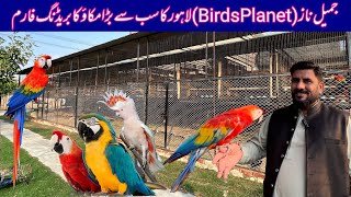 Visited at Jamil Naz Birds Planet Macaw Breeding Farm in Lahore Pakistan Scarlet MacawCockatoos [upl. by Lunt]