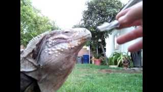 My Buddy A Pet Lizard LIke A Dog  LOL [upl. by Talia989]