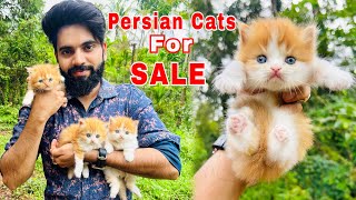 Persian Cats For Sale  Triple Coat Persian Kittens  Persian Cat price in india  Persian Cat  cat [upl. by Neilla909]