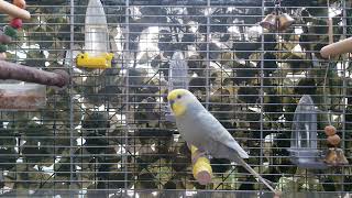 Mirtillo parrocchetto ondulato canta e si gratta 🐦🎶🤩 Budgie singing 🎶 and scratching himself 🐦 [upl. by Ocsinarf263]