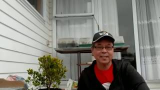 How to propagate Eugenia or Australian brush cherry by stem cuttings [upl. by Janifer]