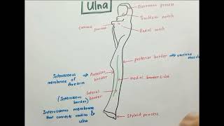 Anatomy of Ulna [upl. by Gnok628]