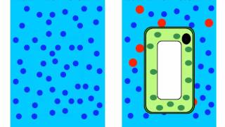 Diffusion and Osmosis [upl. by Madden]