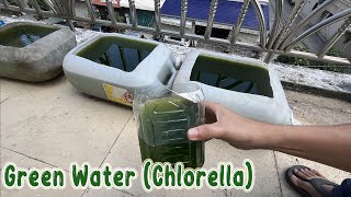 How To Make Green Water Chlorella Easy  Green Water Culture [upl. by Yelsehc]