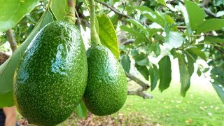 How to Grow Avocados in Containers  Complete Growing Guide [upl. by Carmela]